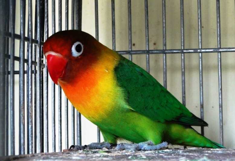 Jenis Burung Lovebird - motorfasr